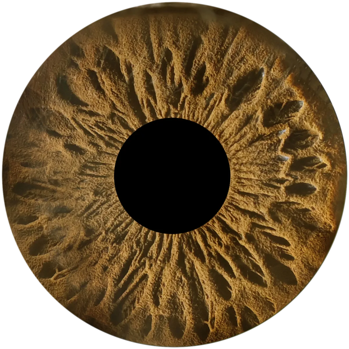 A brown iris after retouching, shown as a circle