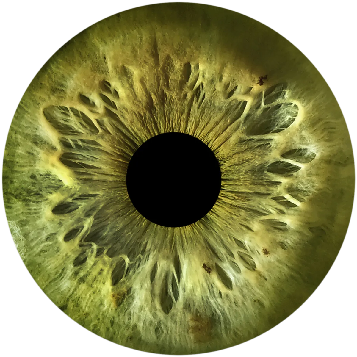 A green iris after retouching, shown as a circle